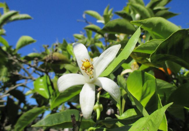 Maison à Aznalcázar - Sevilla 001 Maison à Aznalcázar - Sevilla 001